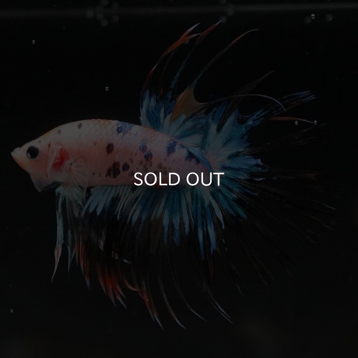 画像10: CT キャンディレインボー (10)