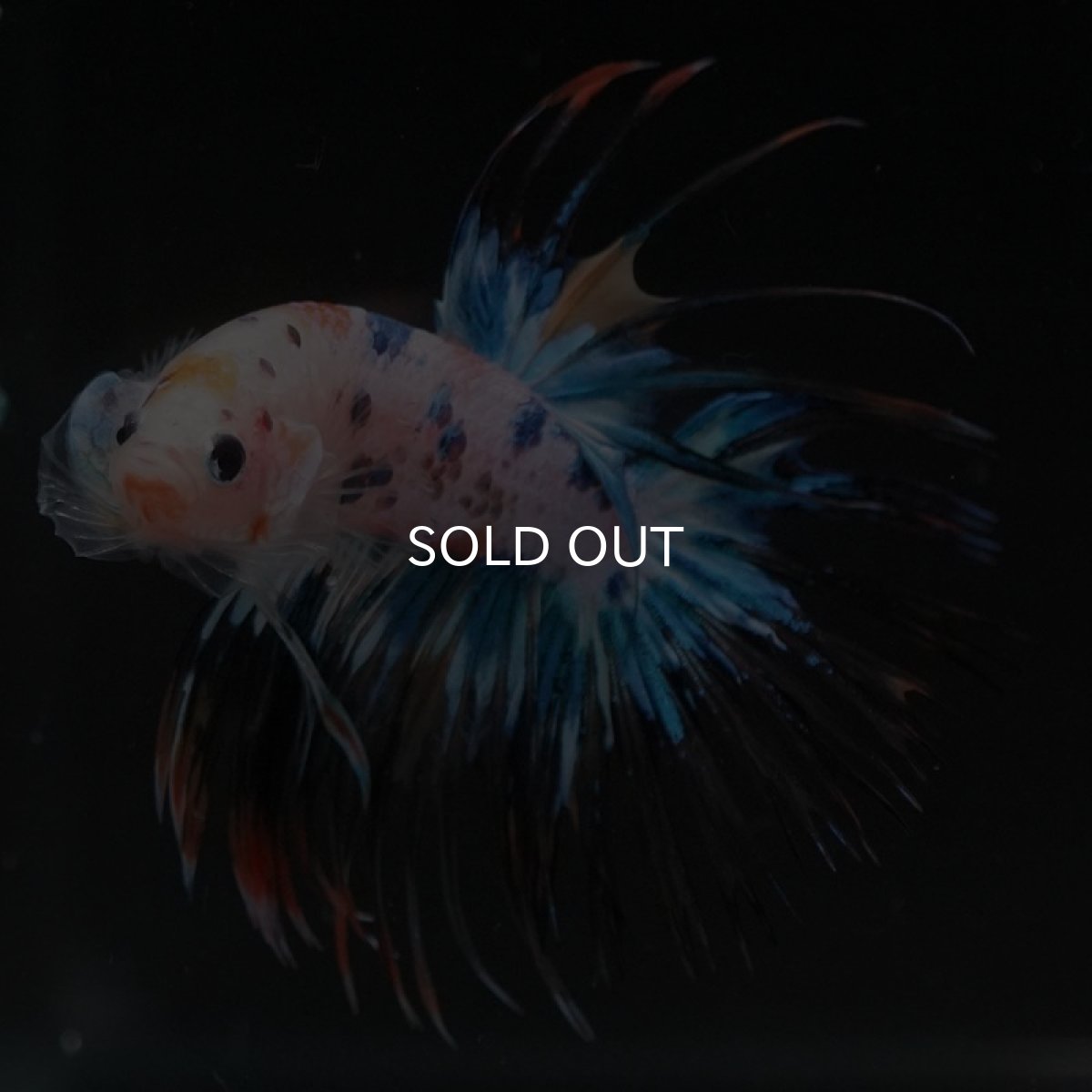 画像9: CT キャンディレインボー (9)