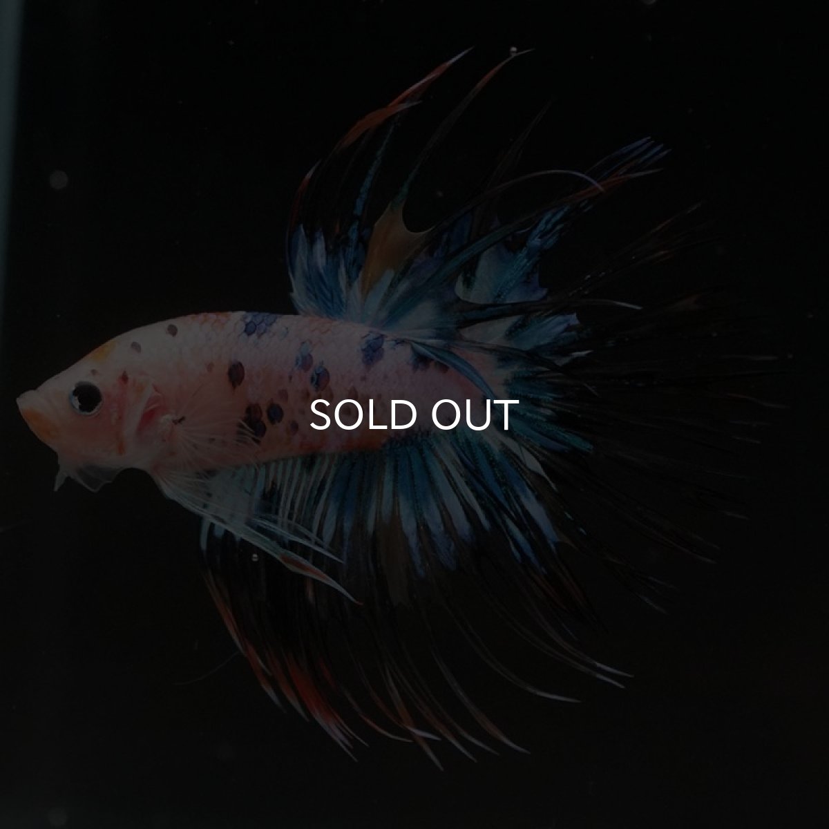 画像7: CT キャンディレインボー (7)