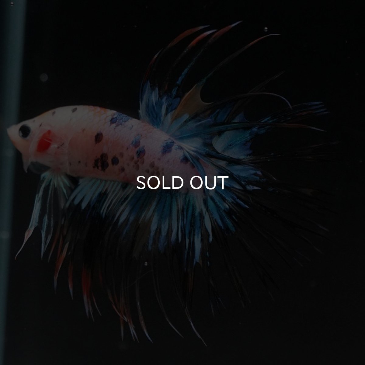 画像5: CT キャンディレインボー (5)