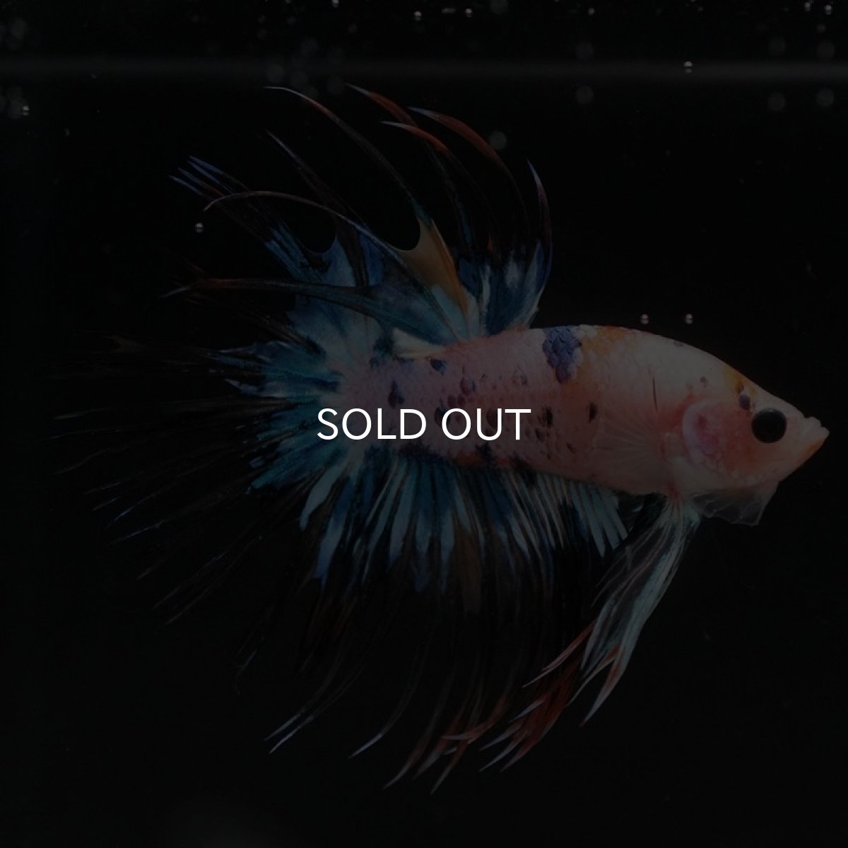 画像6: CT キャンディレインボー (6)