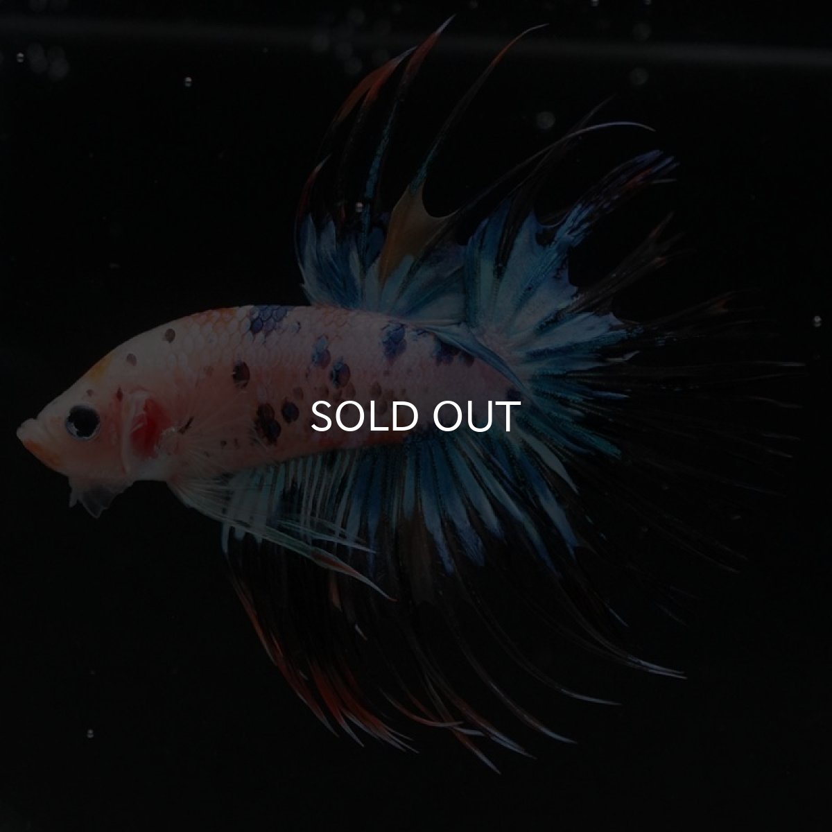 画像3: CT キャンディレインボー (3)