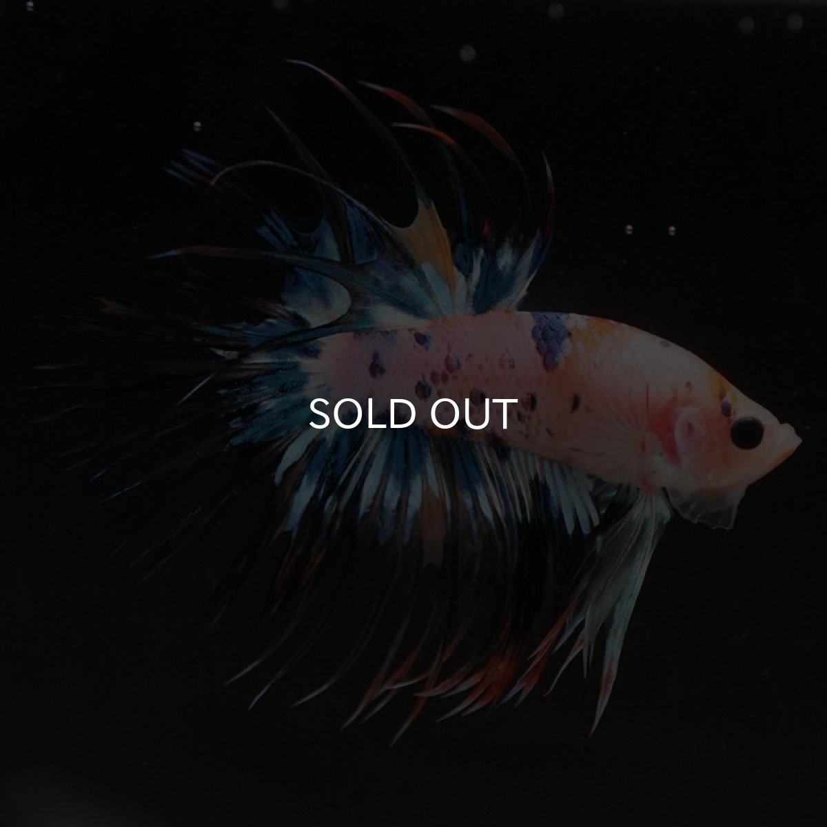 画像4: CT キャンディレインボー (4)