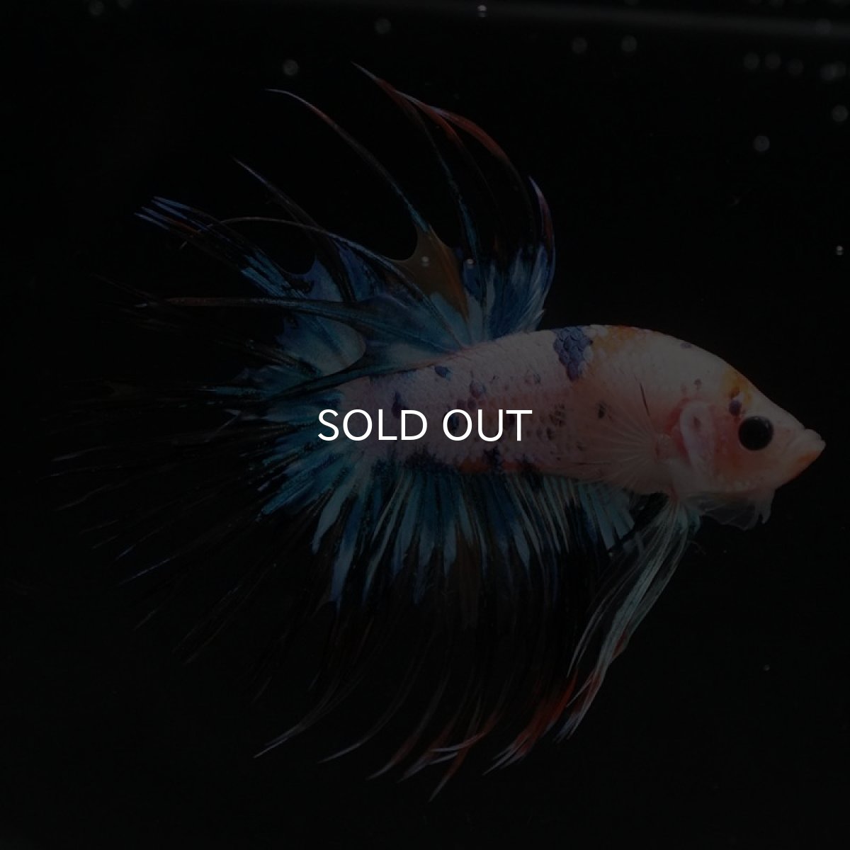 画像2: CT キャンディレインボー (2)