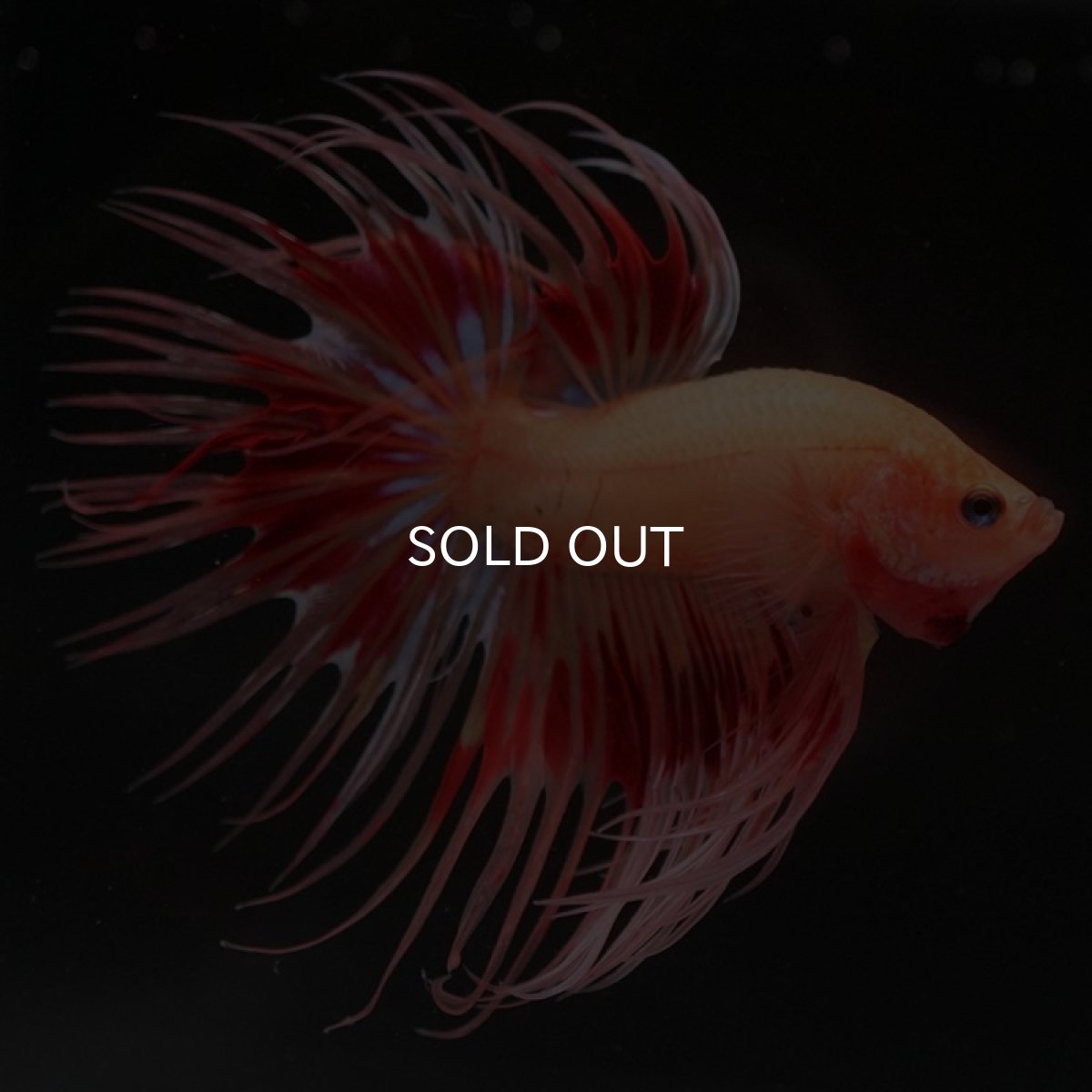 画像3: CT アルマゲドン (3)