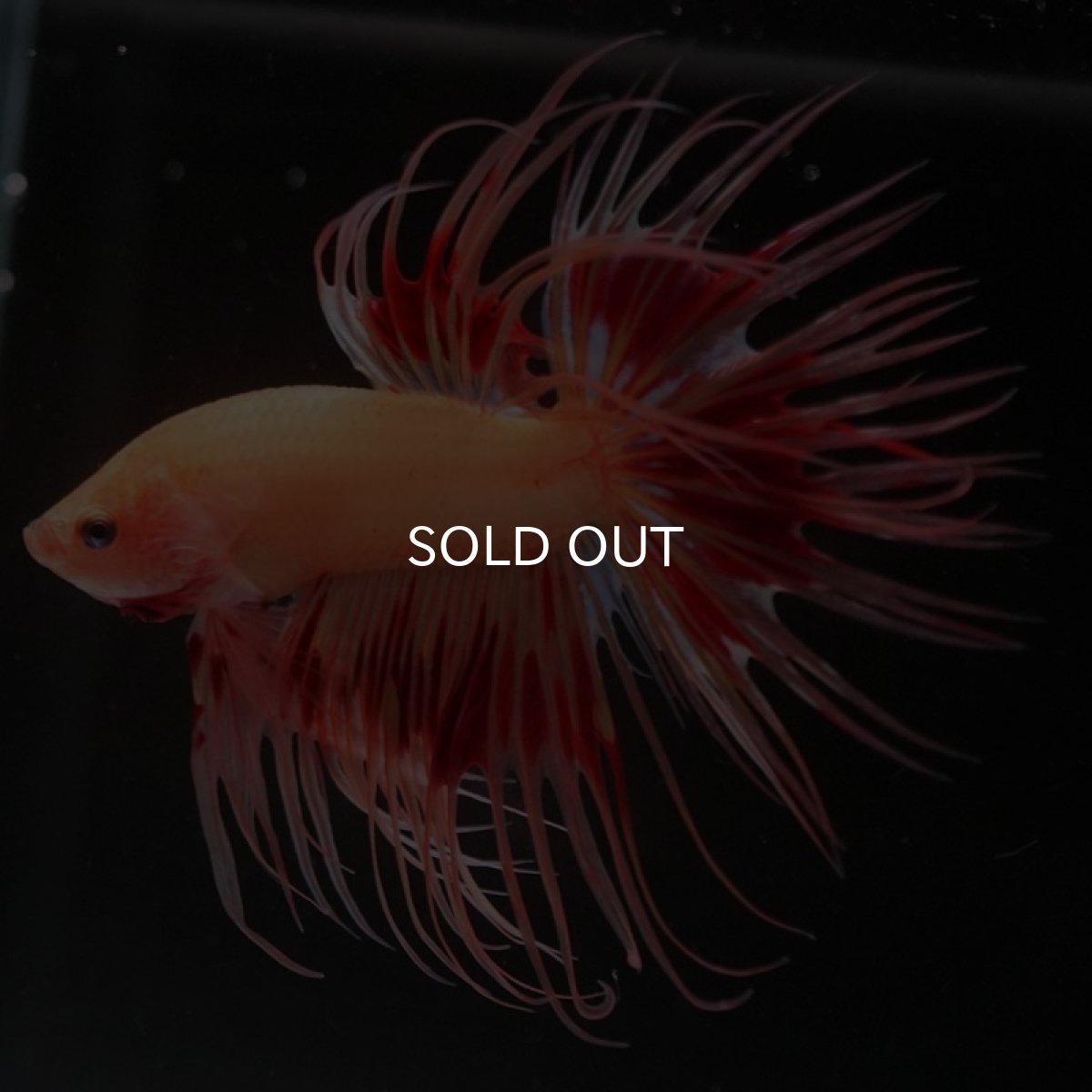 画像4: CT アルマゲドン (4)