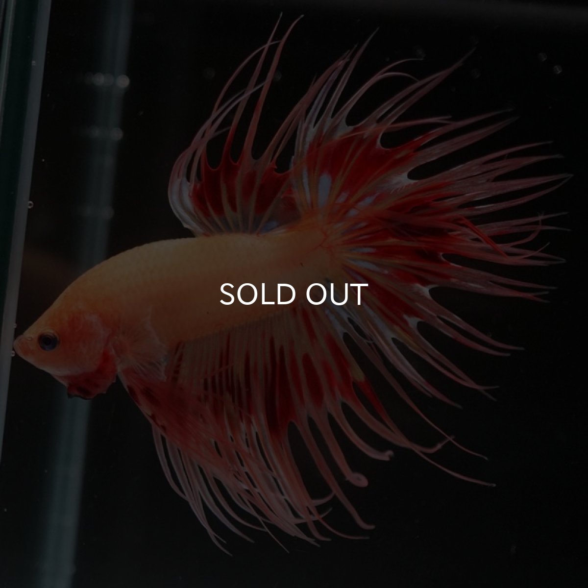 画像2: CT アルマゲドン (2)