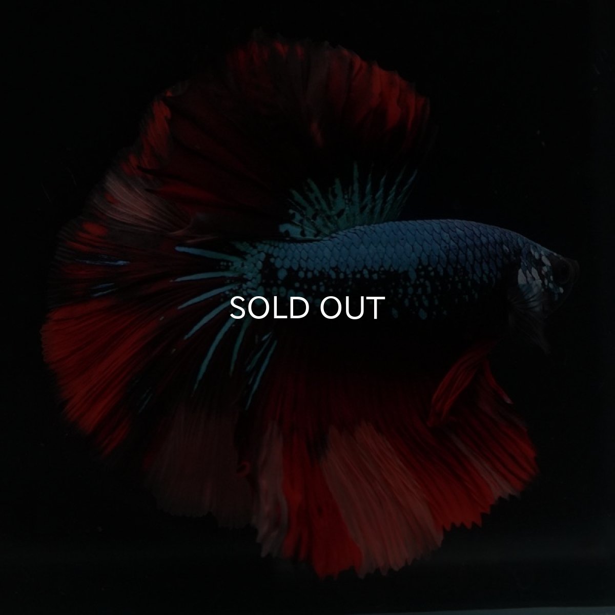 画像10: HM　ブラックキャンディ (10)