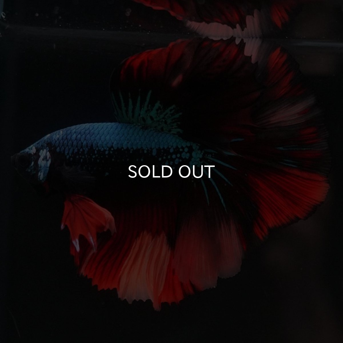 画像7: HM　ブラックキャンディ (7)