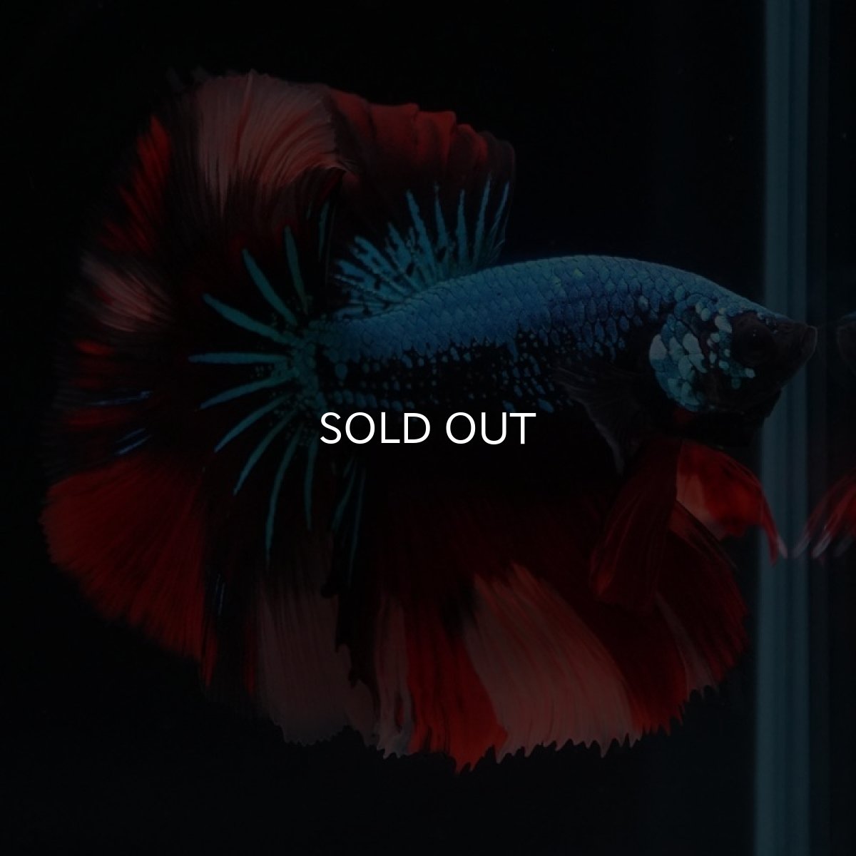 画像9: HM　ブラックキャンディ (9)