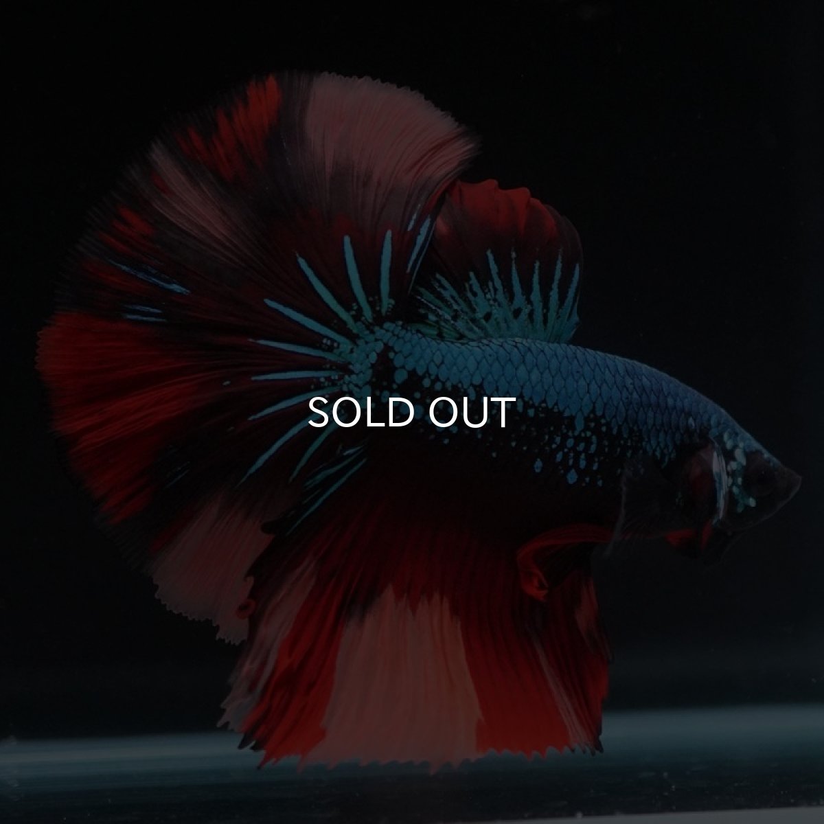 画像8: HM　ブラックキャンディ (8)