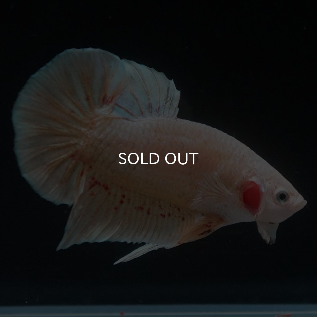 画像7: HMPK　ゴールドバンダ (7)