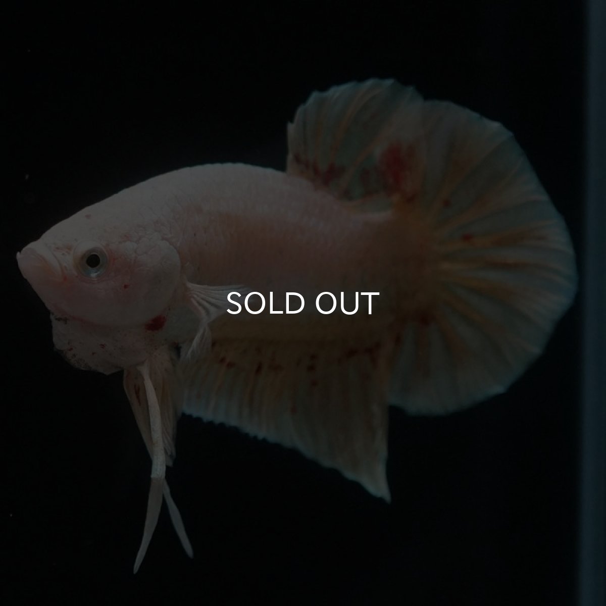 画像8: HMPK　ゴールドバンダ (8)