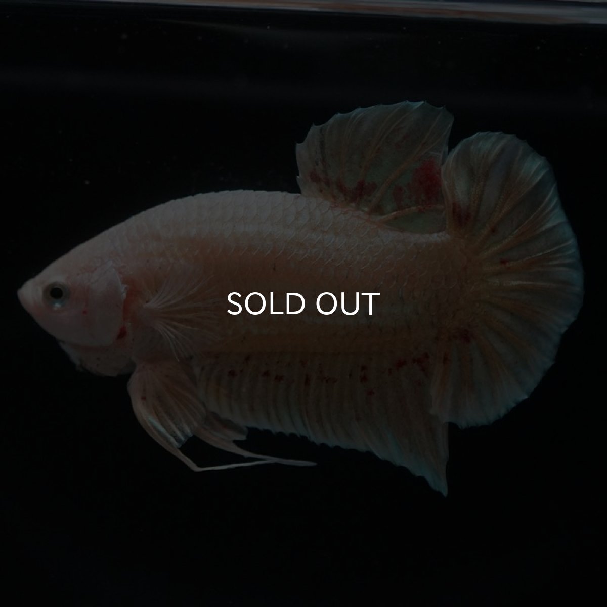 画像6: HMPK　ゴールドバンダ (6)