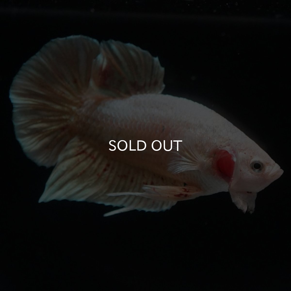 画像5: HMPK　ゴールドバンダ (5)