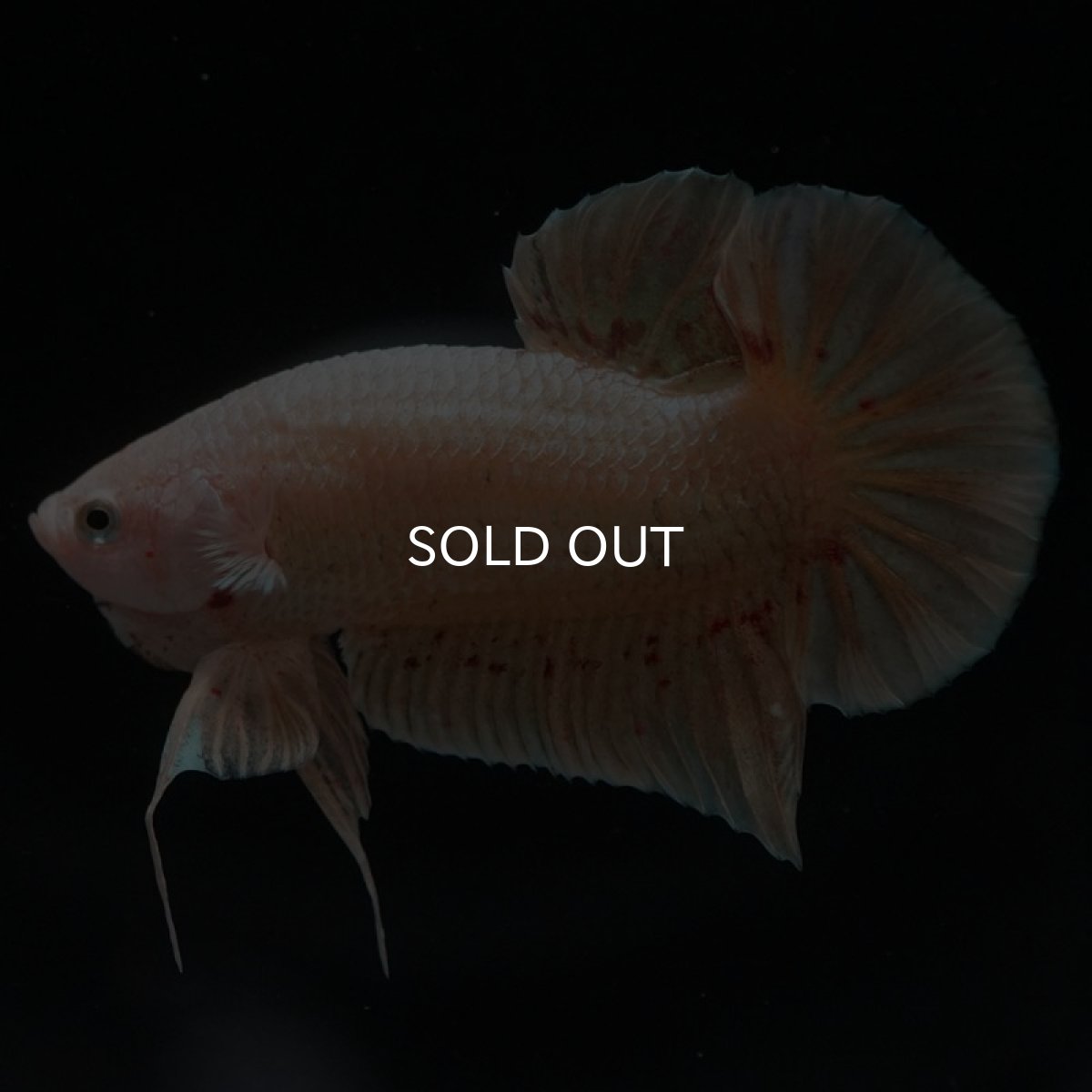 画像3: HMPK　ゴールドバンダ (3)