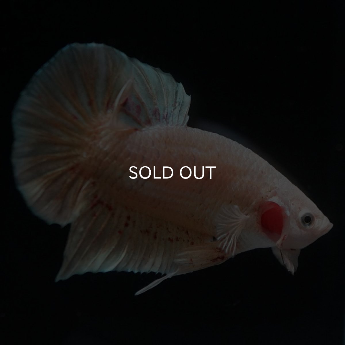 画像2: HMPK　ゴールドバンダ (2)