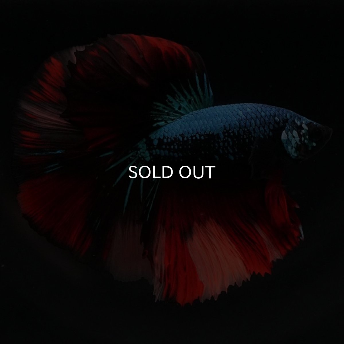 画像6: HM　ブラックキャンディ (6)