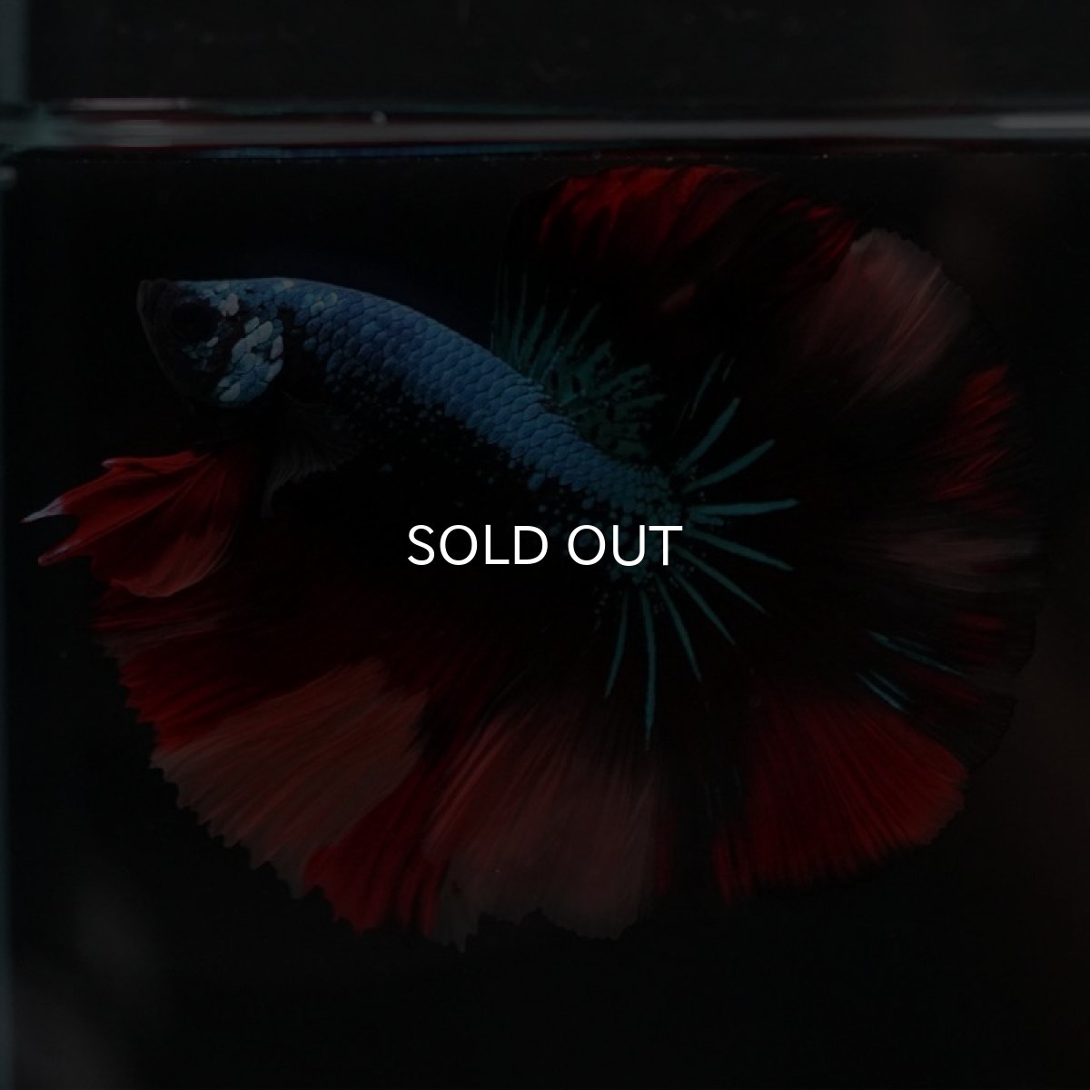 画像2: HM　ブラックキャンディ (2)