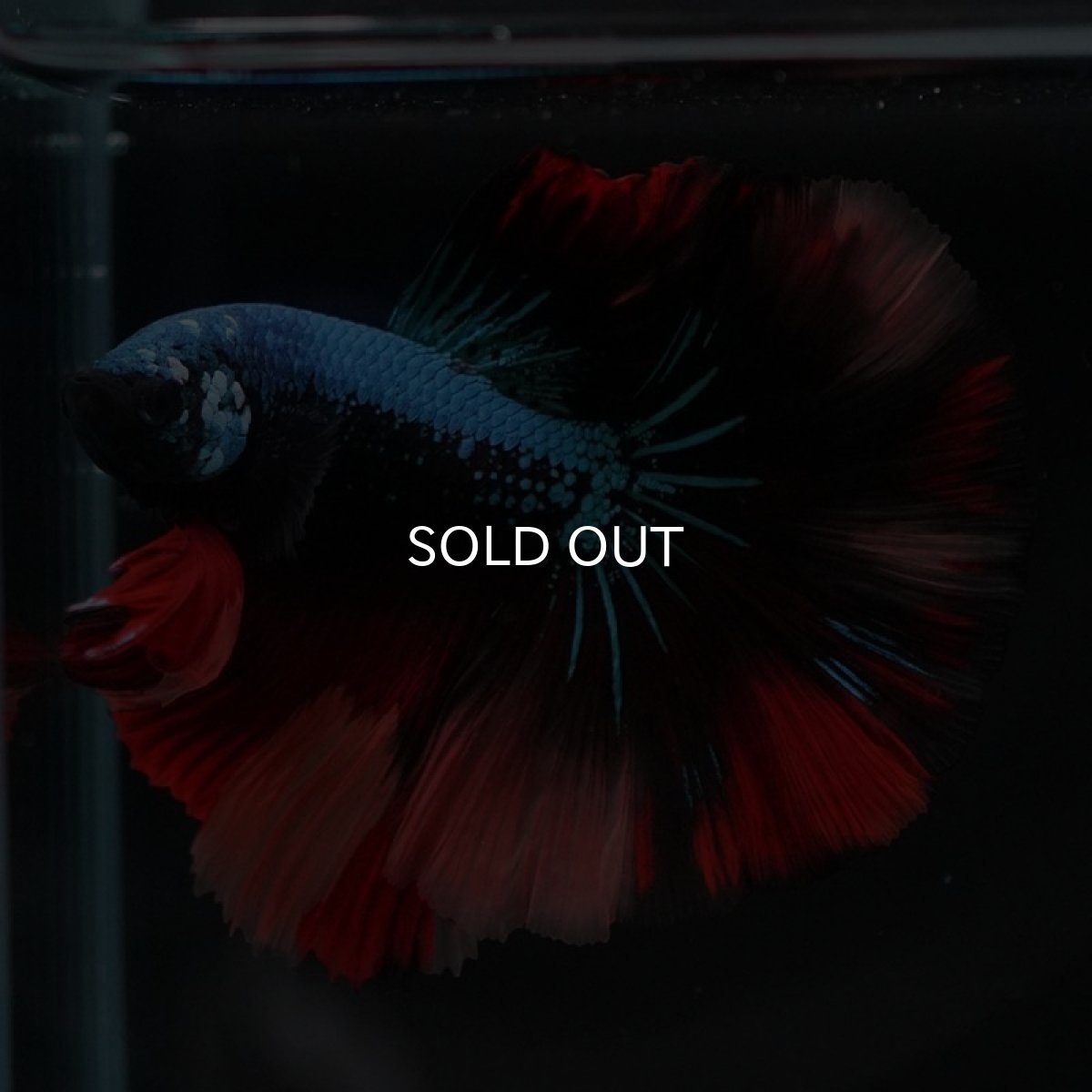 画像4: HM　ブラックキャンディ (4)