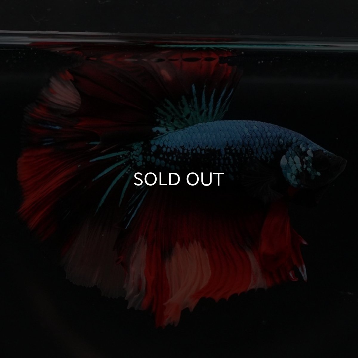 画像5: HM　ブラックキャンディ (5)