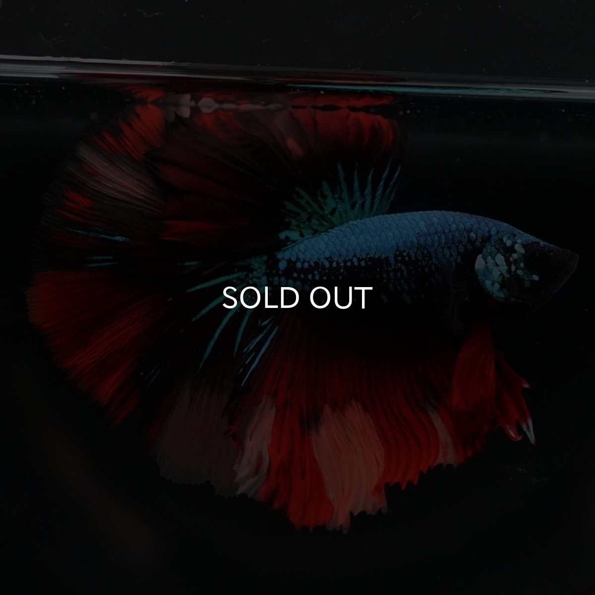 画像3: HM　ブラックキャンディ (3)