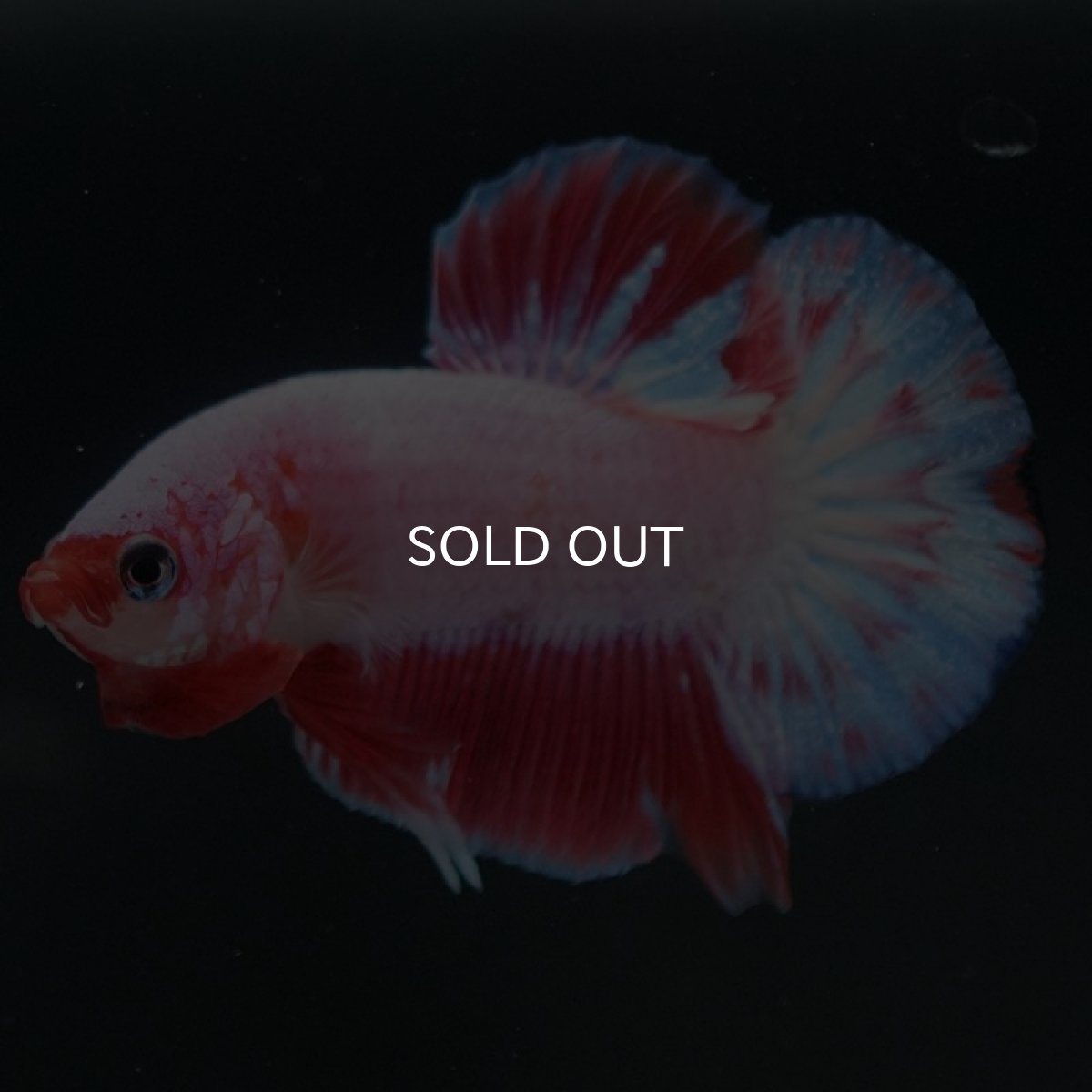 画像9: HMPK　ファンシー (9)