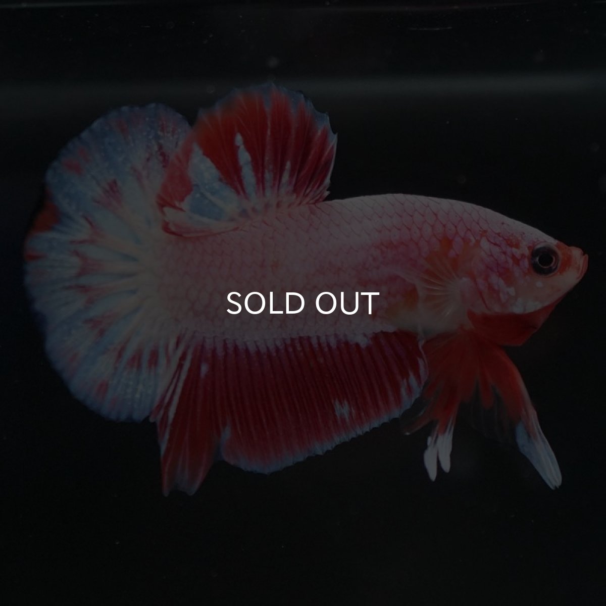 画像8: HMPK　ファンシー (8)