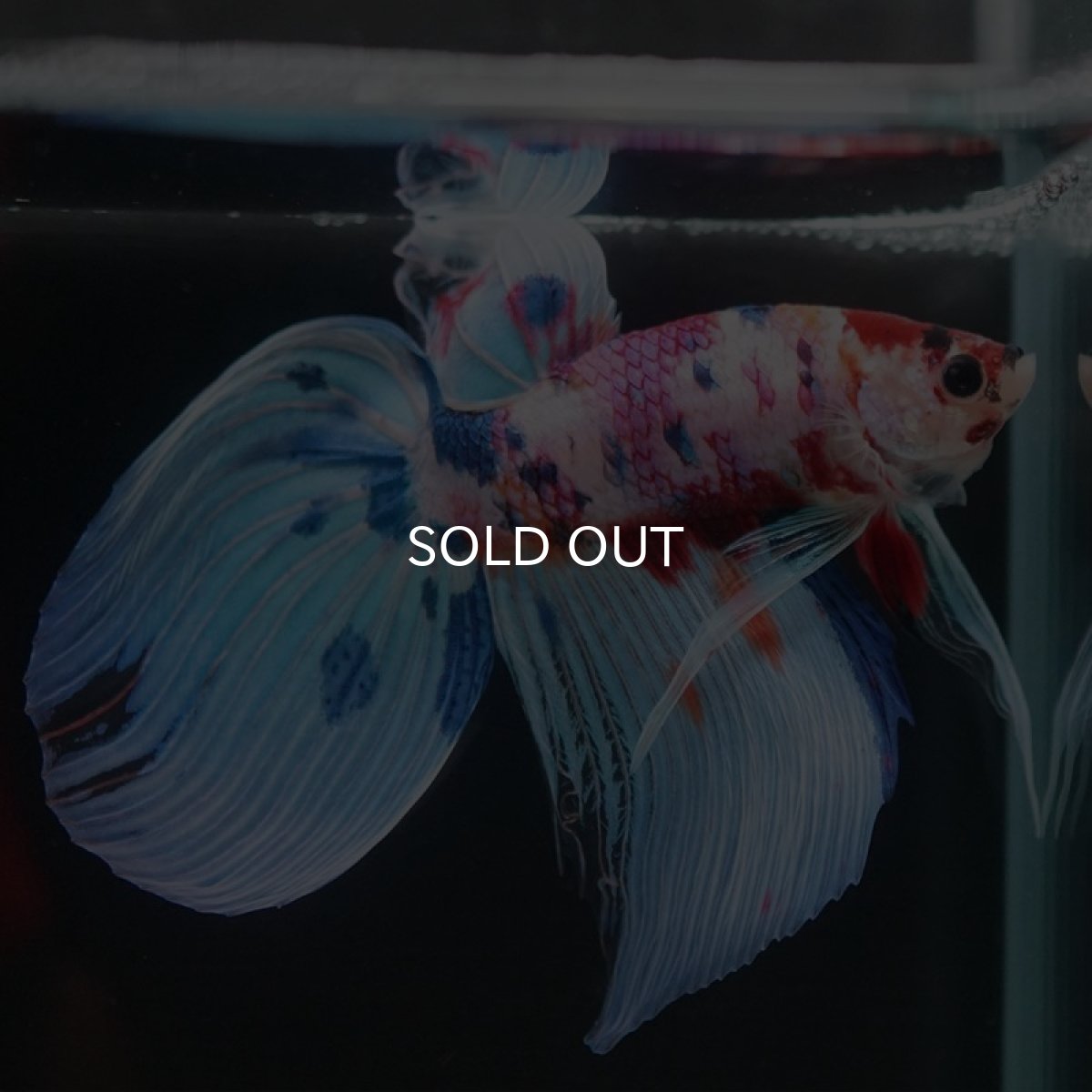 画像6: VT　キャンディ (6)