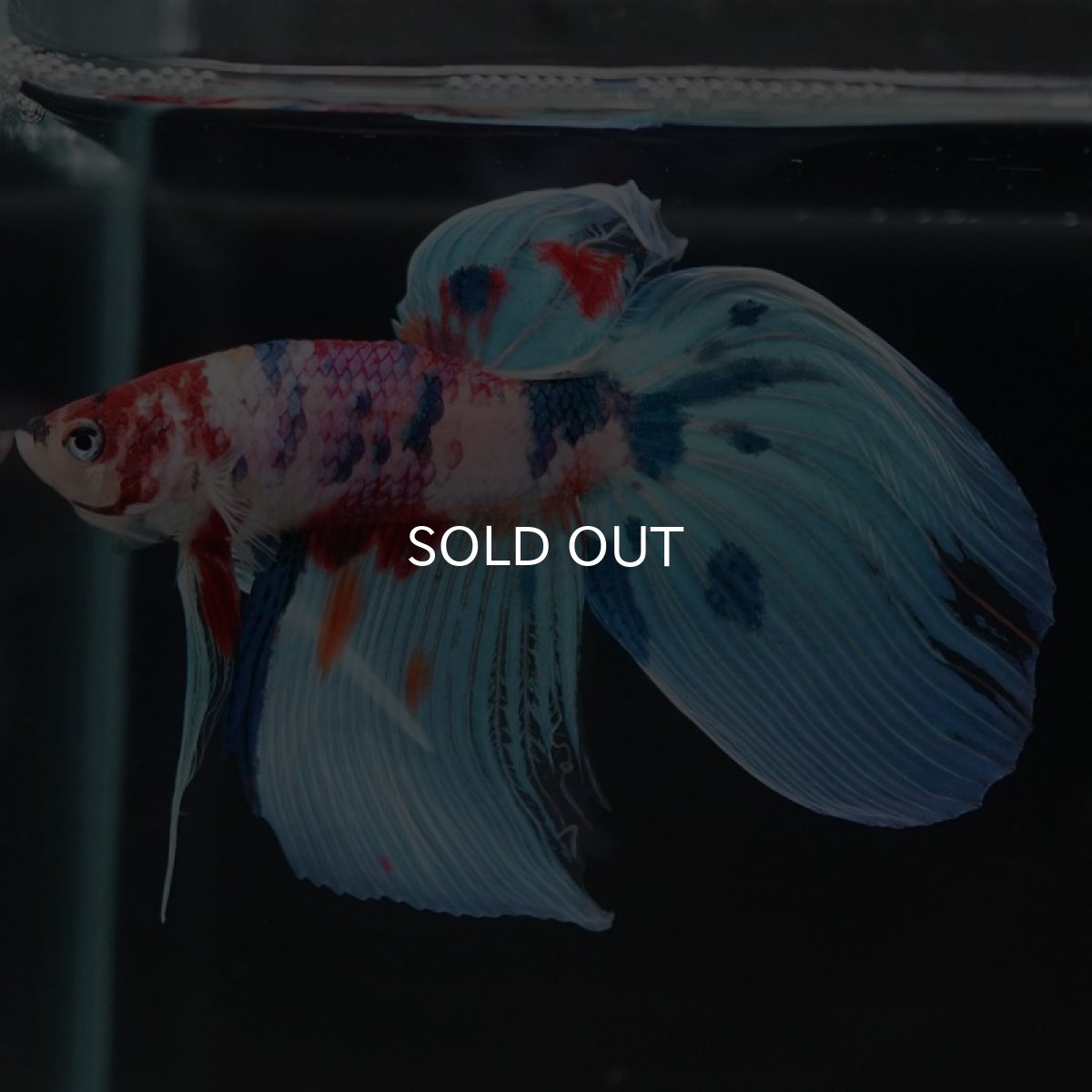 画像3: VT　キャンディ (3)