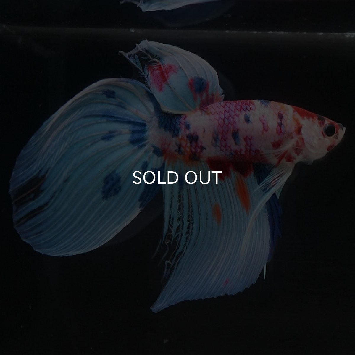 画像5: VT　キャンディ (5)