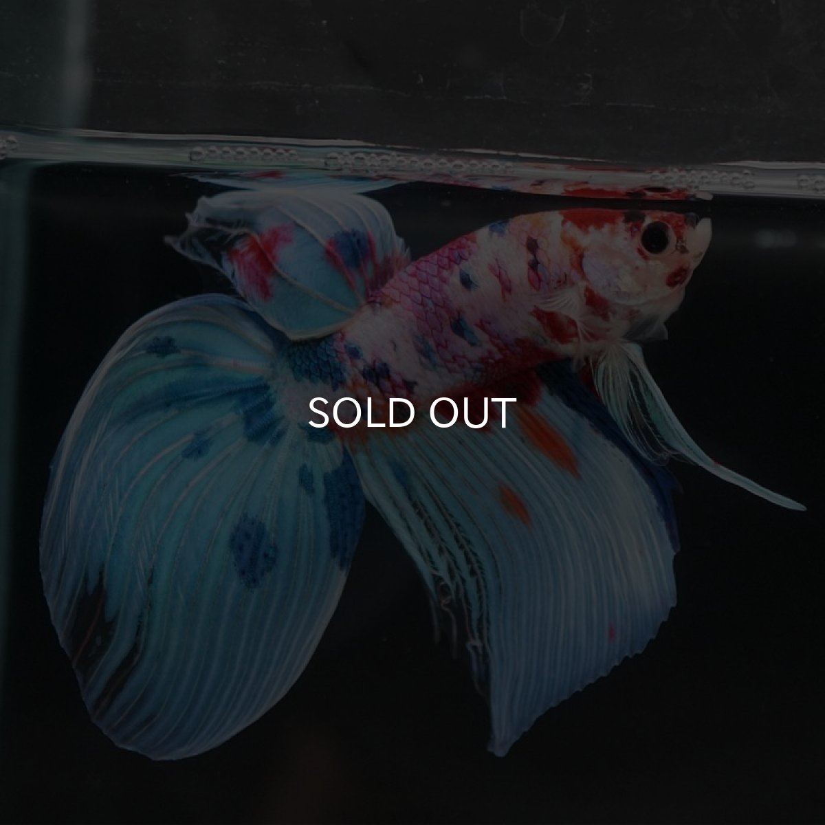 画像4: VT　キャンディ (4)