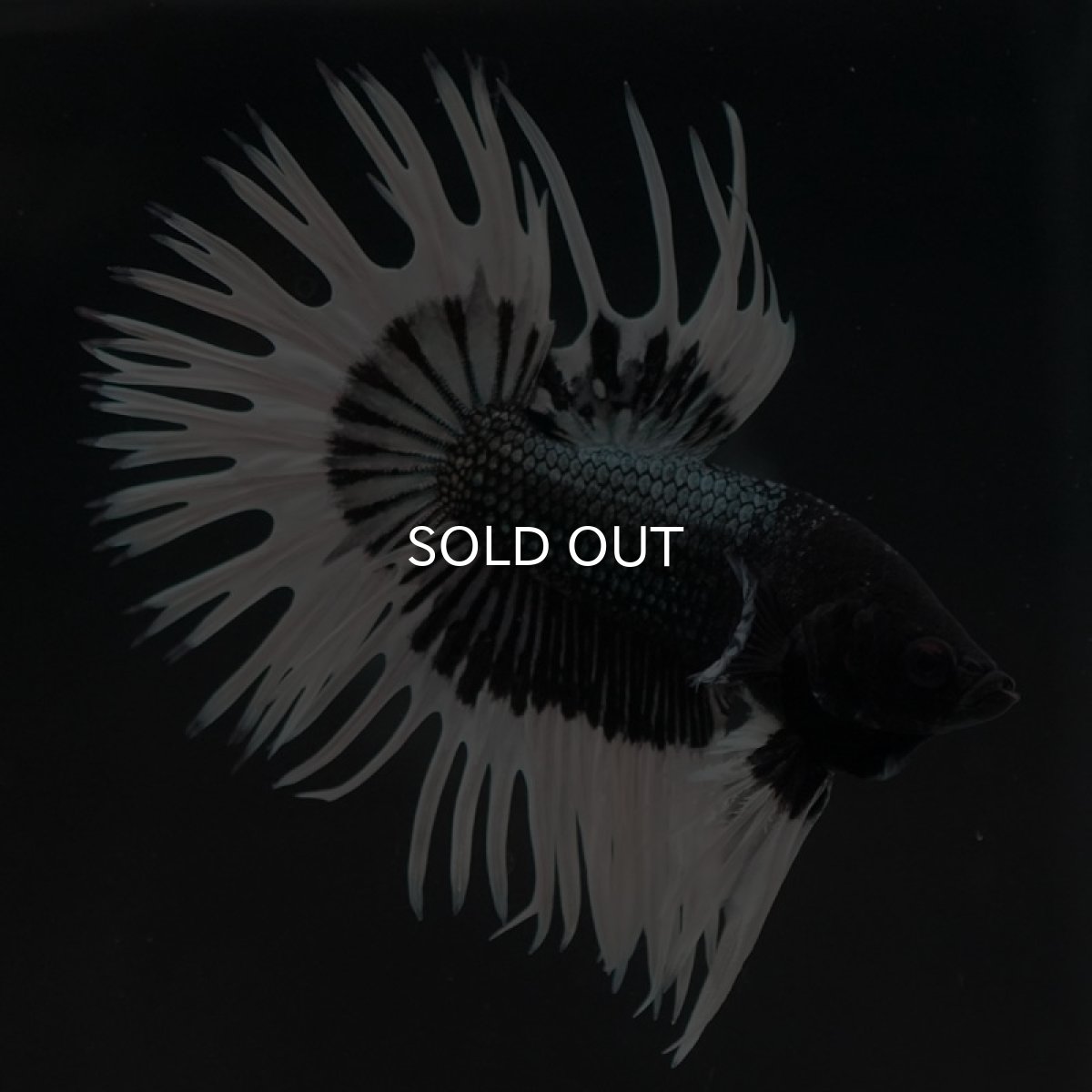 画像6: CT ブラックカッパーバタフライ (6)