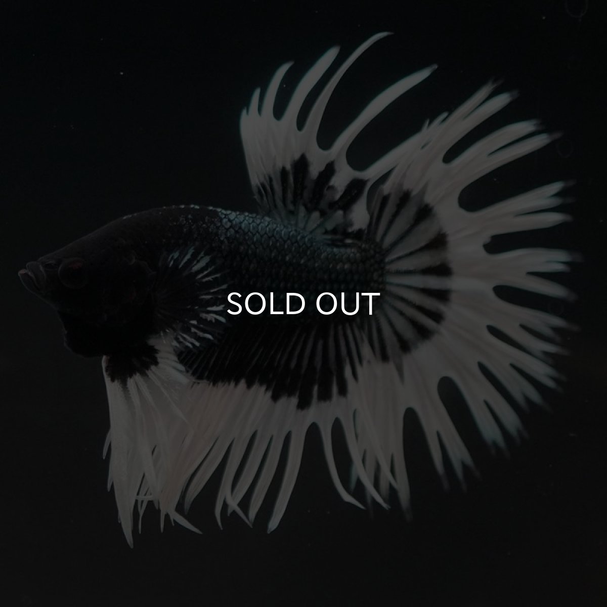 画像4: CT ブラックカッパーバタフライ (4)