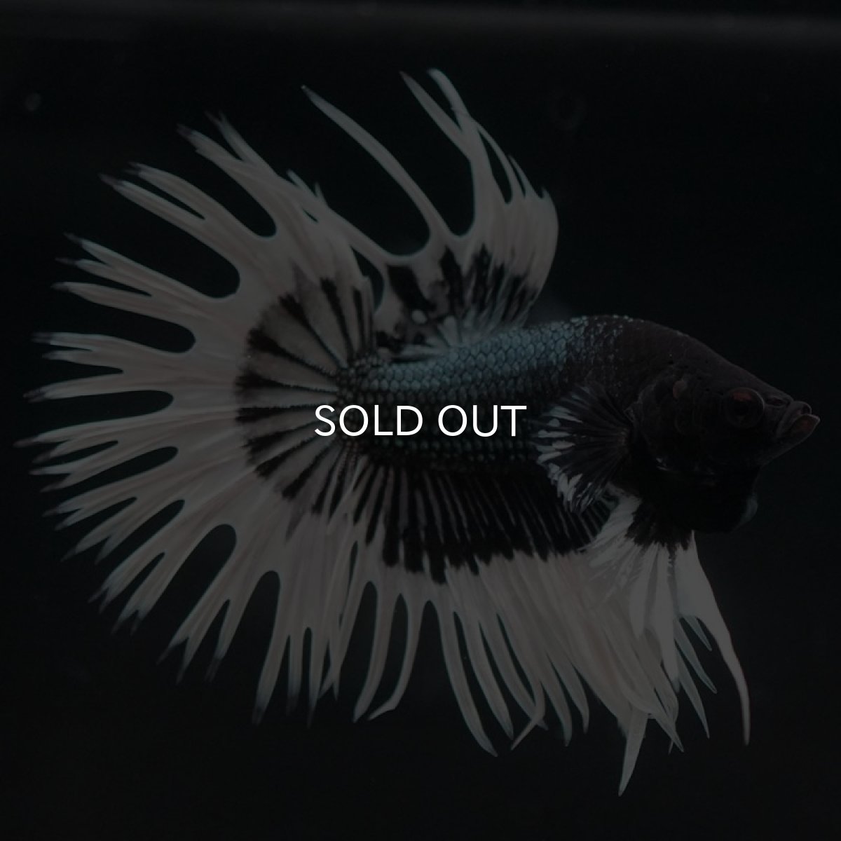 画像3: CT ブラックカッパーバタフライ (3)