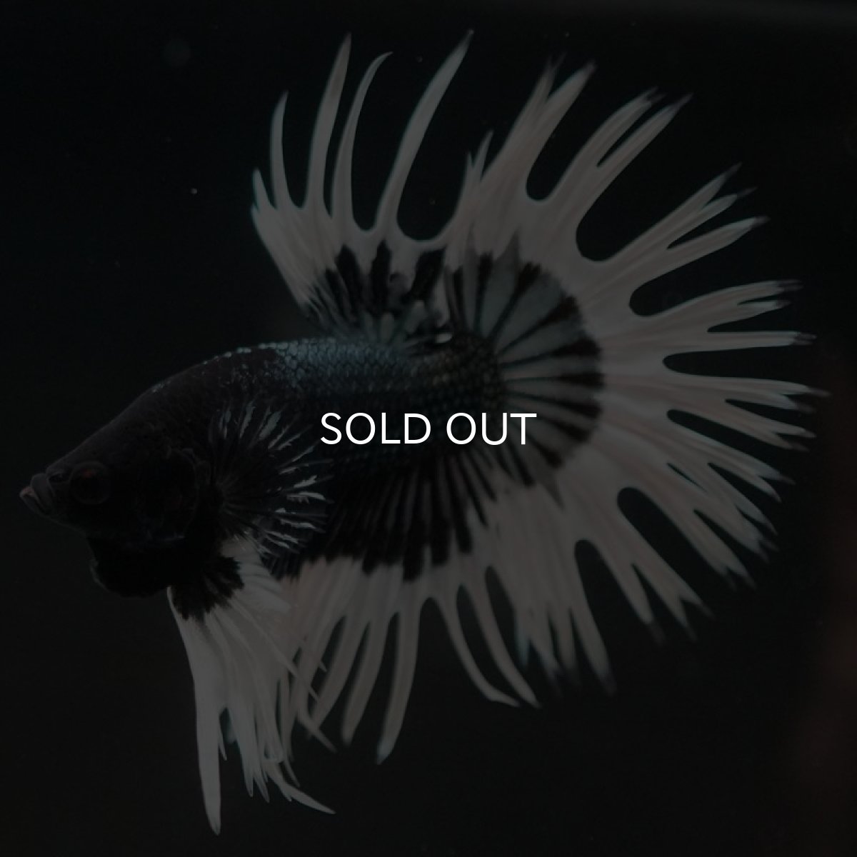 画像2: CT ブラックカッパーバタフライ (2)