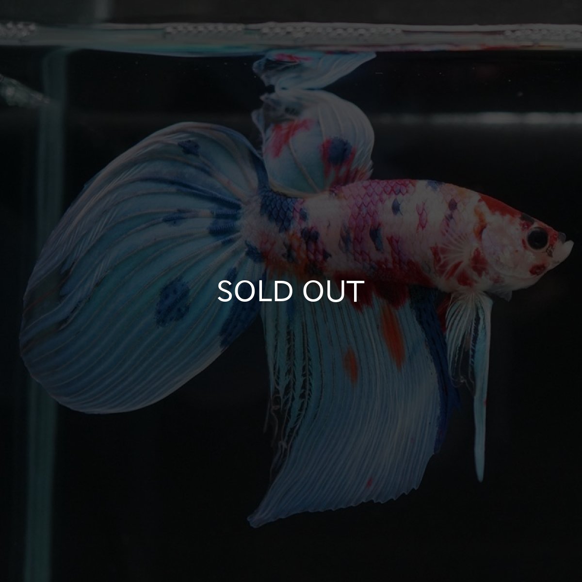 画像2: VT　キャンディ (2)