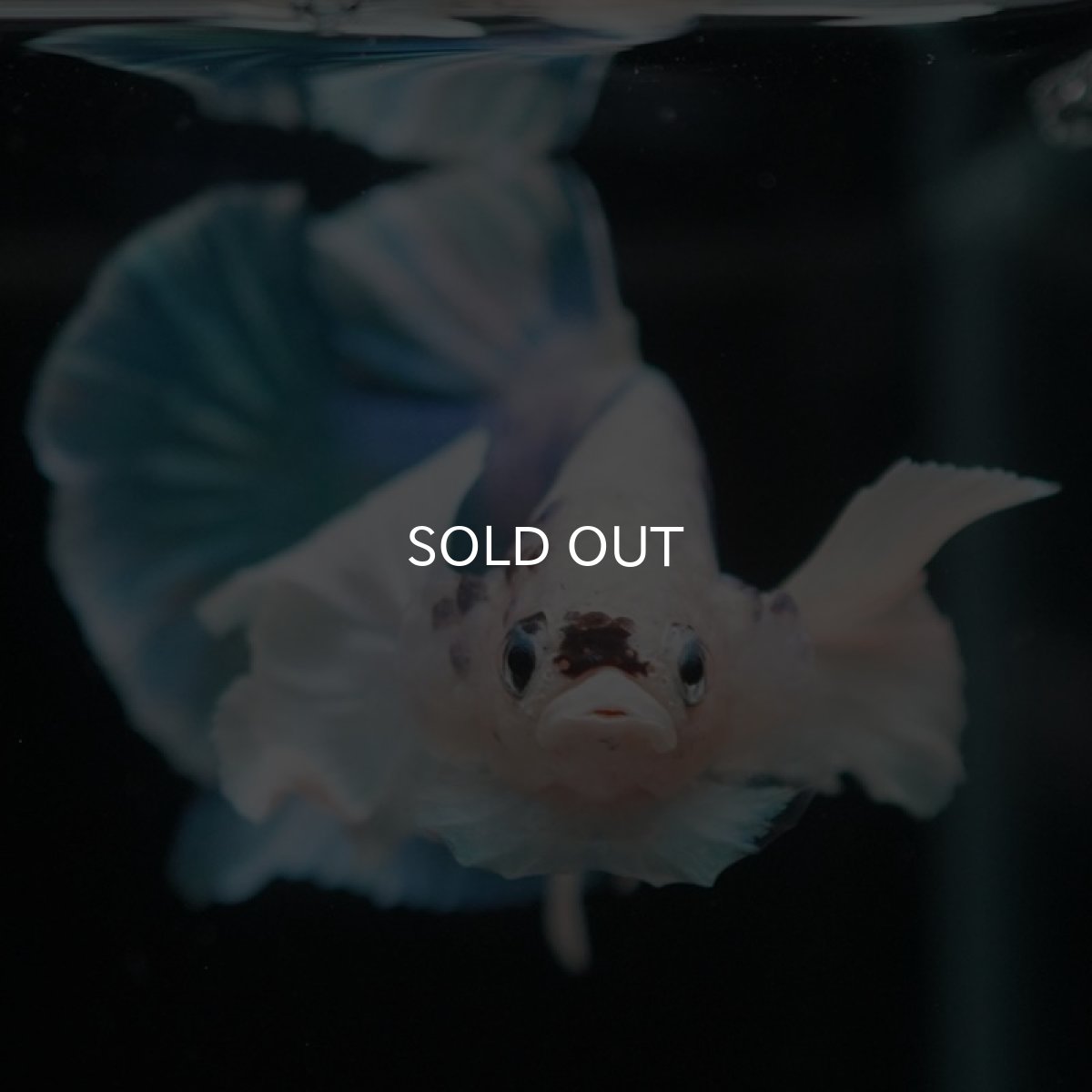 画像2: HMPKダンボ　ホワイトブルーマーブル (2)