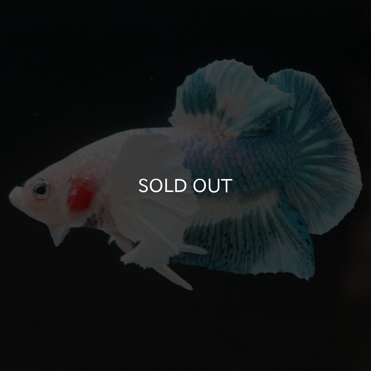 画像7: HMPKダンボ　ホワイトブルーマーブル (7)