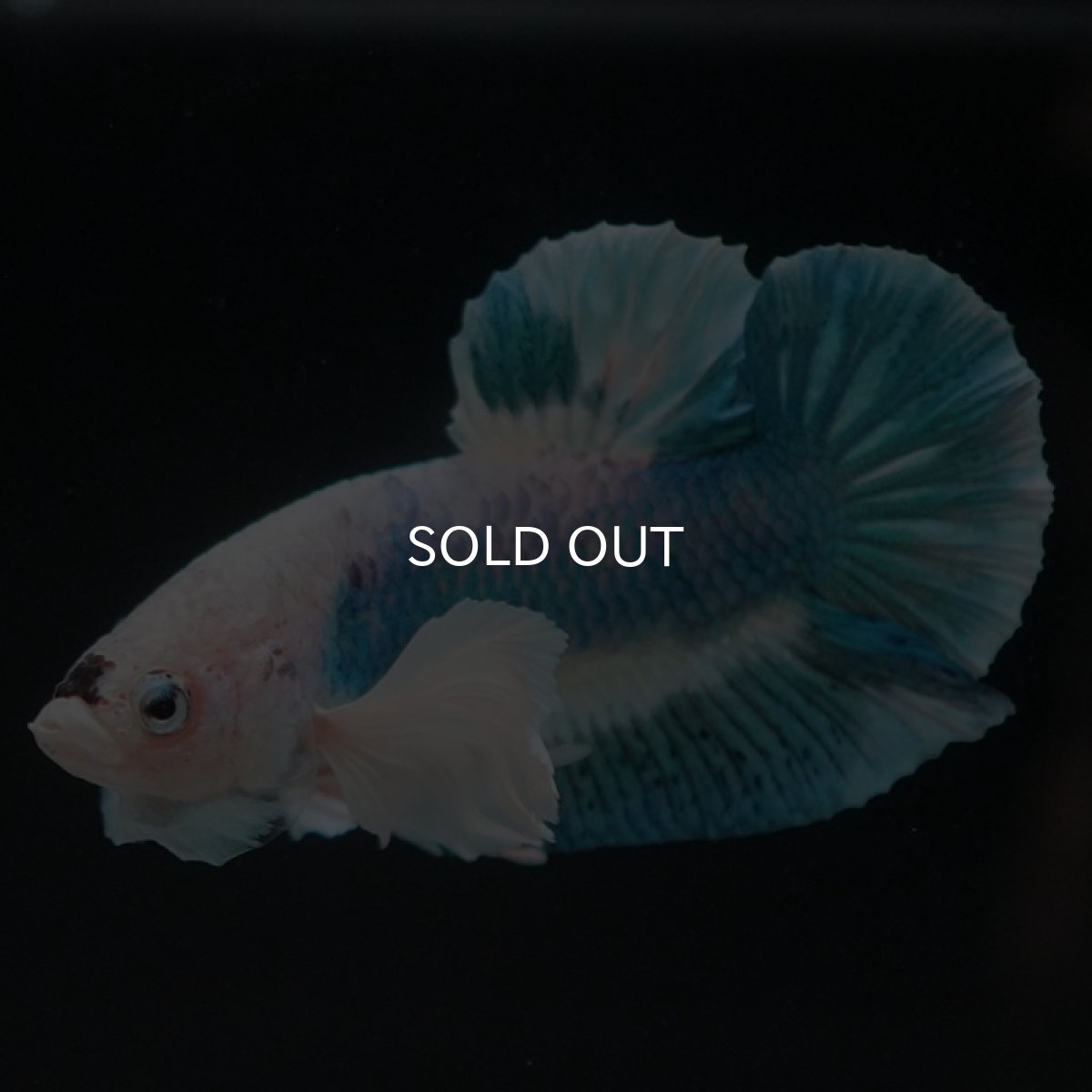 画像5: HMPKダンボ　ホワイトブルーマーブル (5)