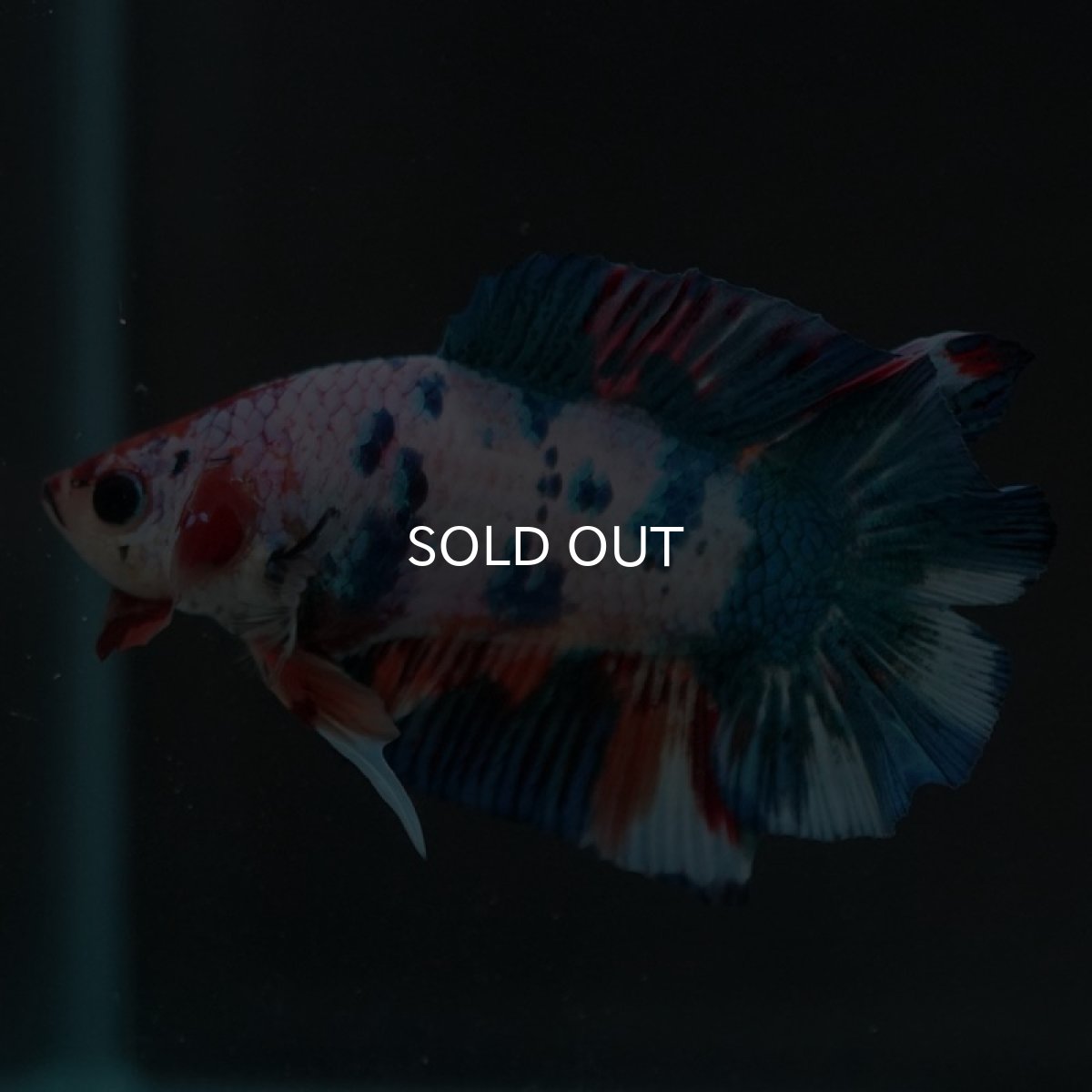 画像5: DTPK　キャンディレインボー (5)