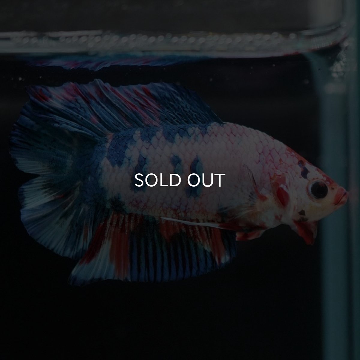 画像6: DTPK　キャンディレインボー (6)