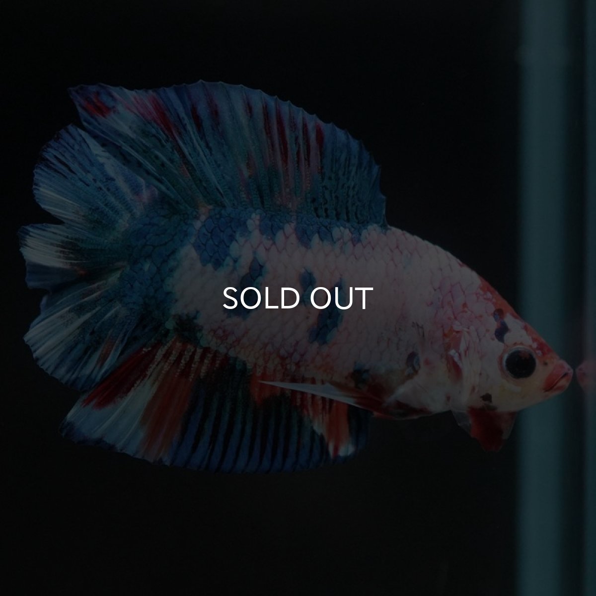 画像3: DTPK　キャンディレインボー (3)