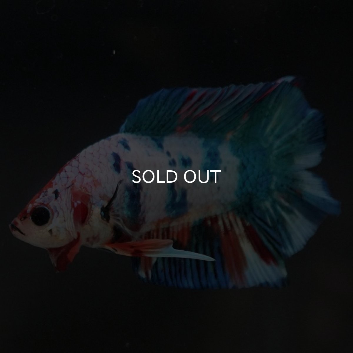 画像4: DTPK　キャンディレインボー (4)