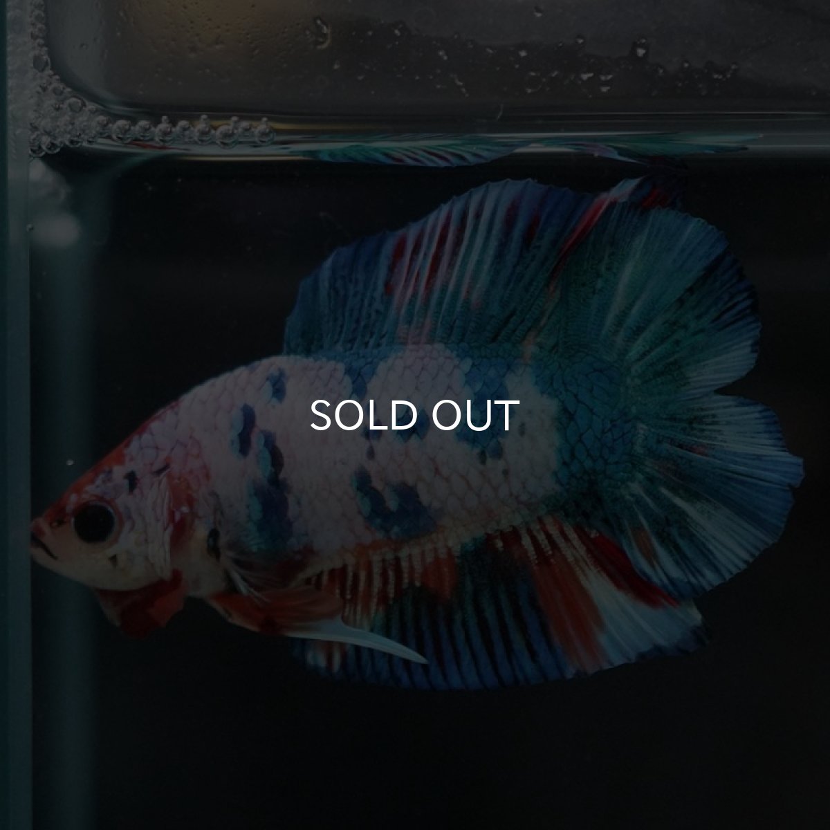 画像2: DTPK　キャンディレインボー (2)