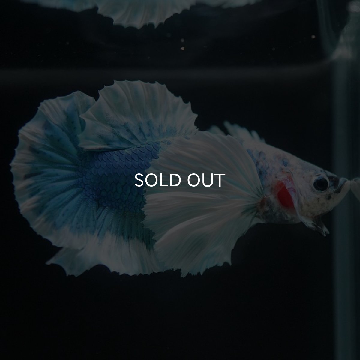 画像6: HMPKダンボ　ホワイトブルーマーブル (6)