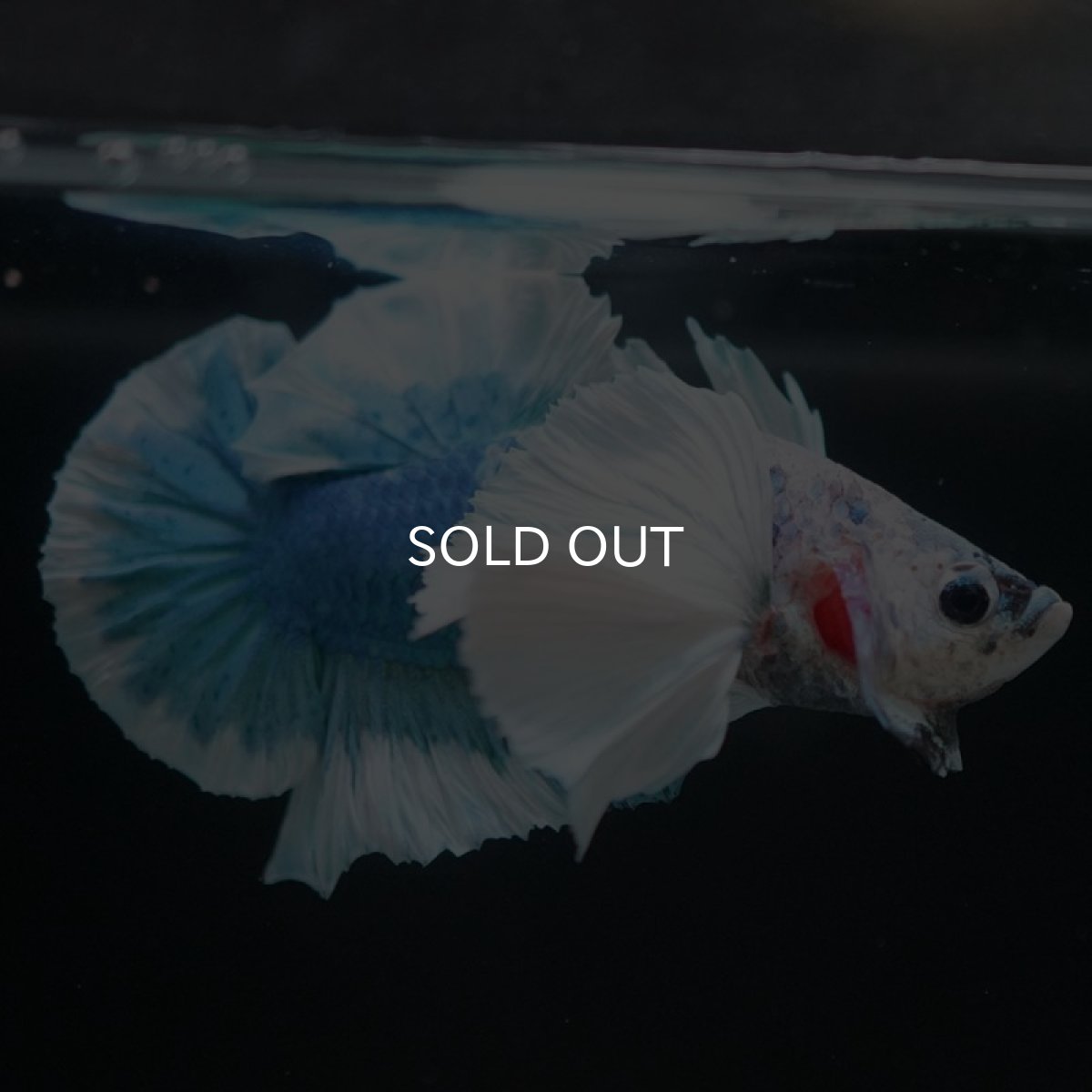 画像4: HMPKダンボ　ホワイトブルーマーブル (4)