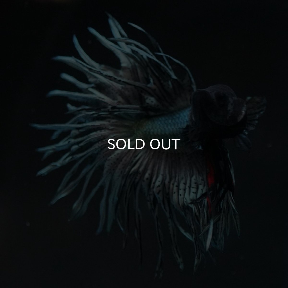 画像10: KCT カッパー (10)