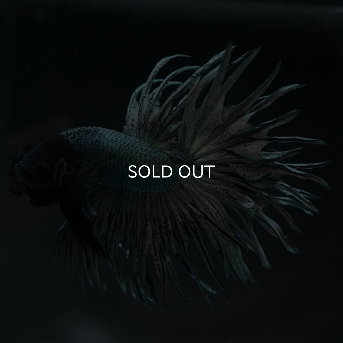 画像4: KCT カッパー (4)