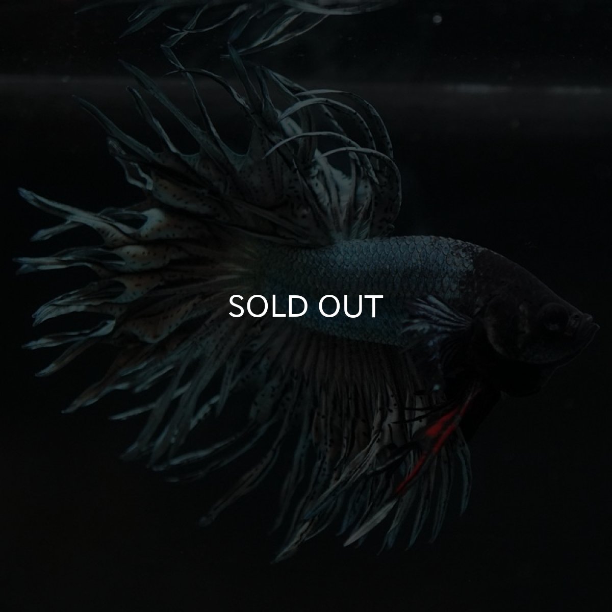 画像9: KCT カッパー (9)